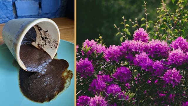 Jakie kwiaty kochają fusy z kawy? Sekret naturalnego nawozu dla pięknych roślin Jakie kwiaty kochają fusy z kawy? Sekret naturalnego nawozu dla pięknych roślin