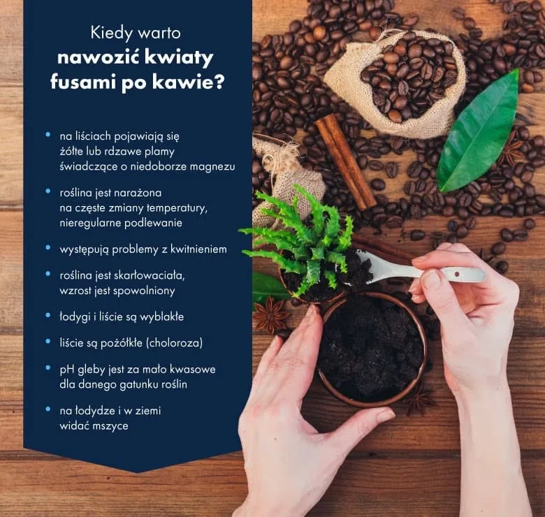 Czy fusy z kawy są dobrym nawozem? Korzyści, wady i błędy w stosowaniu